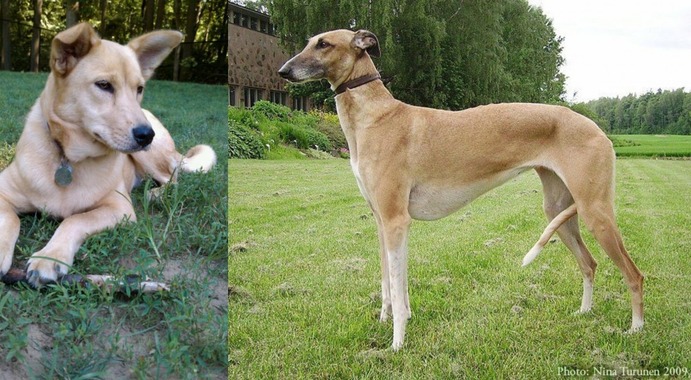 Hortaya Borzaya vs Carolina Dog - Breed Comparison