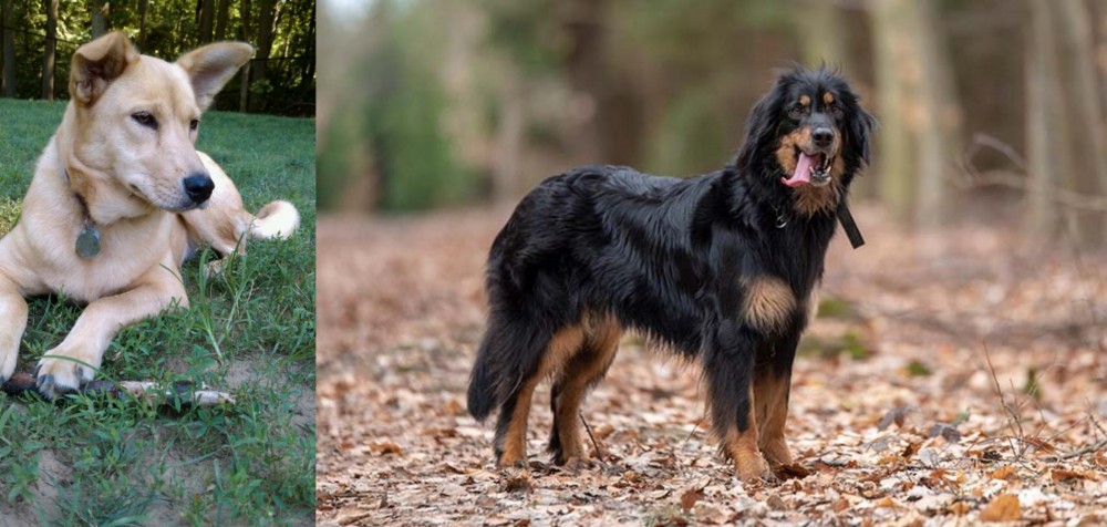 Hovawart vs Carolina Dog - Breed Comparison