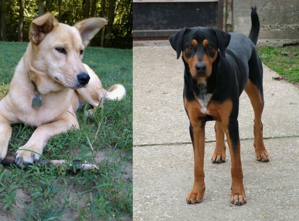 Hungarian Hound vs Carolina Dog - Breed Comparison