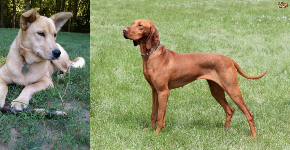 Hungarian Vizsla vs Carolina Dog - Breed Comparison