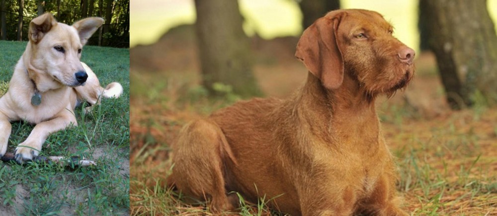 Hungarian Wirehaired Vizsla vs Carolina Dog - Breed Comparison
