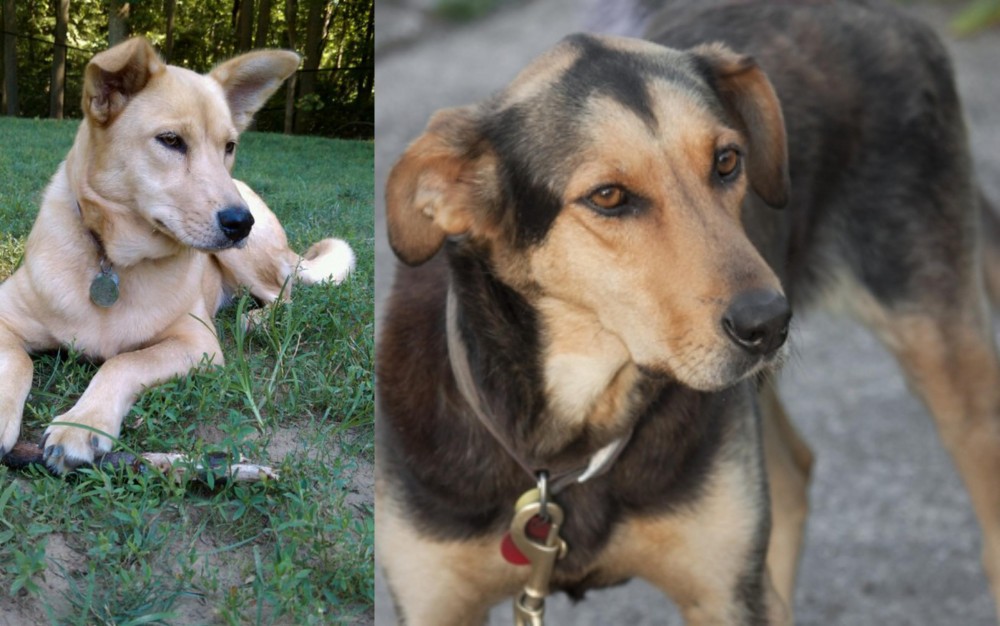 Huntaway vs Carolina Dog - Breed Comparison