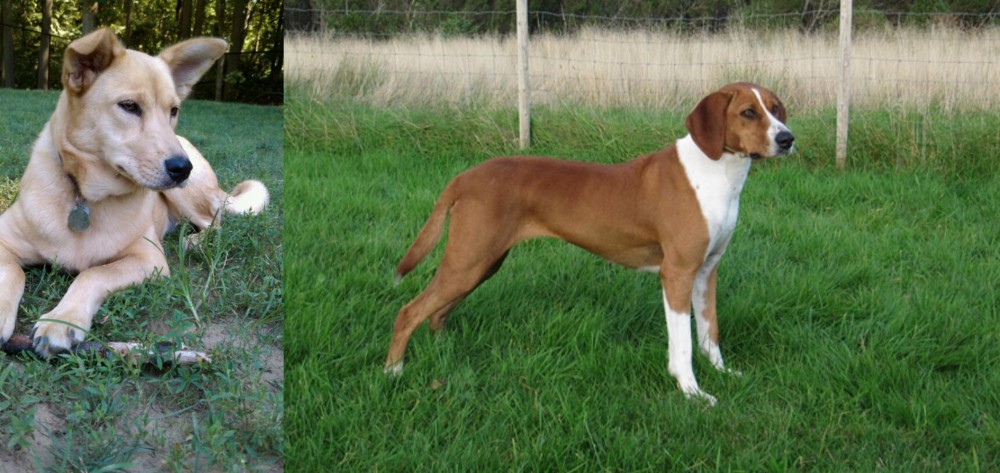 Hygenhund vs Carolina Dog - Breed Comparison