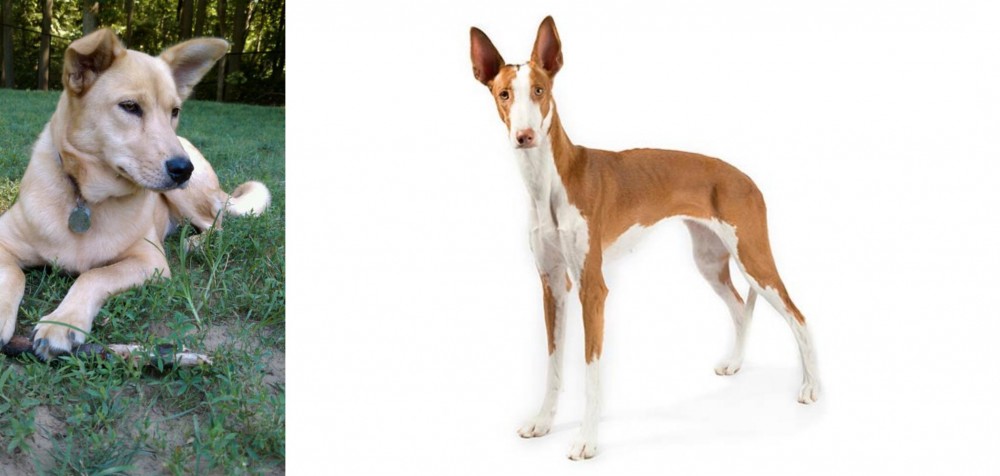Ibizan Hound vs Carolina Dog - Breed Comparison