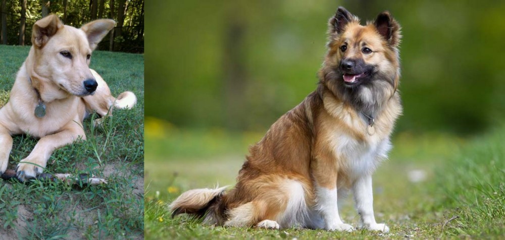 Icelandic Sheepdog vs Carolina Dog - Breed Comparison