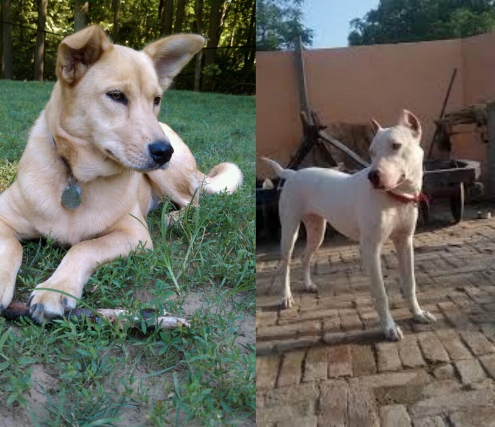 Indian Bull Terrier vs Carolina Dog - Breed Comparison