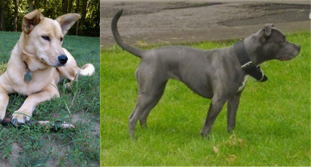 Irish Bull Terrier vs Carolina Dog - Breed Comparison
