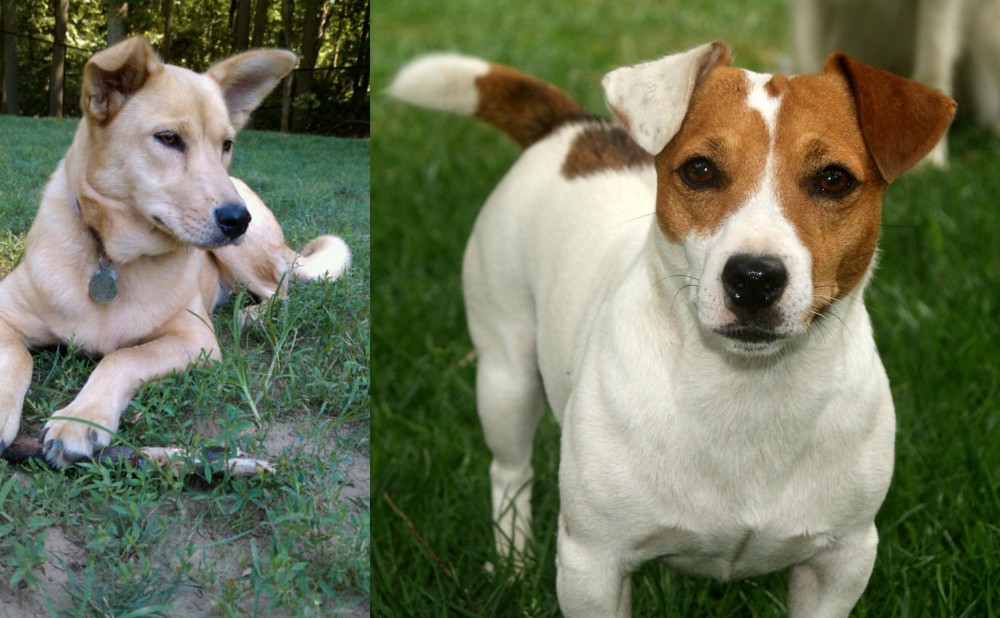 Irish Jack Russell vs Carolina Dog - Breed Comparison