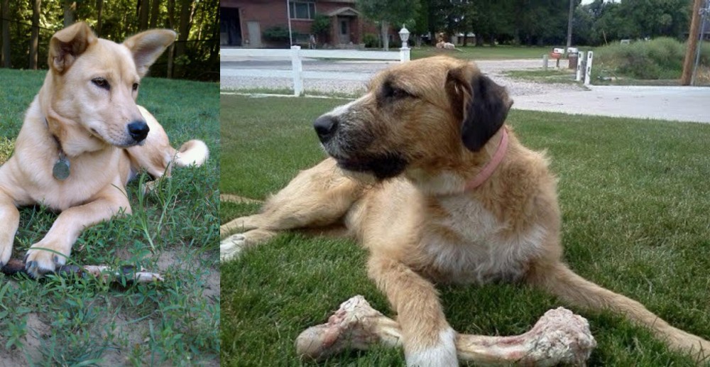 Irish Mastiff Hound vs Carolina Dog - Breed Comparison