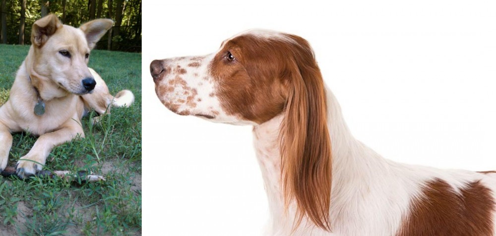 Irish Red and White Setter vs Carolina Dog - Breed Comparison
