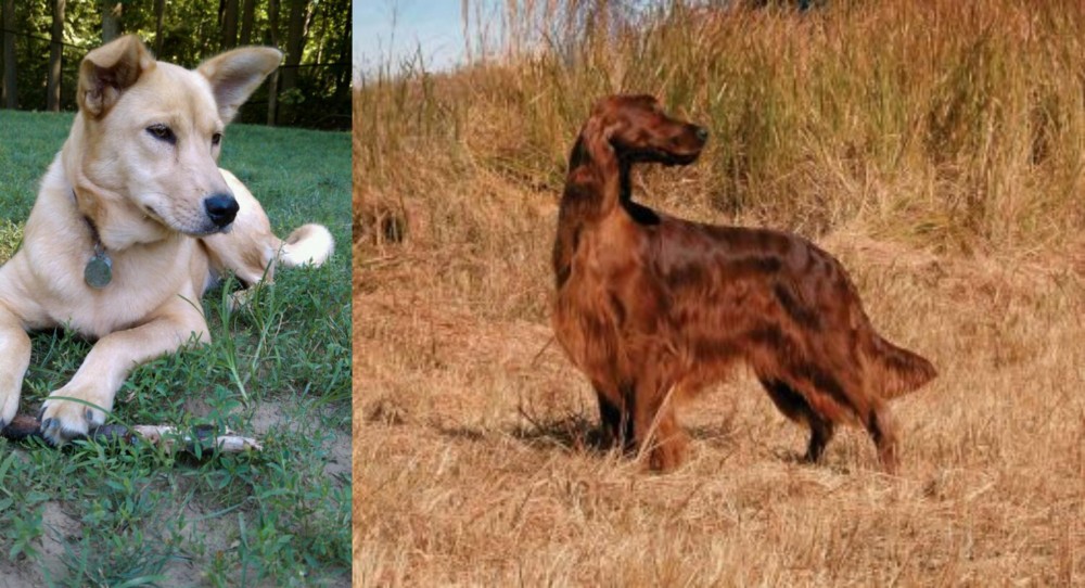 Irish Setter vs Carolina Dog - Breed Comparison