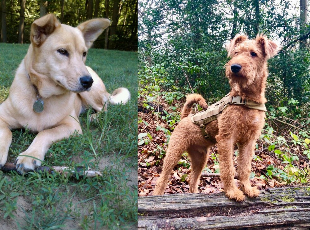 Irish Terrier vs Carolina Dog - Breed Comparison
