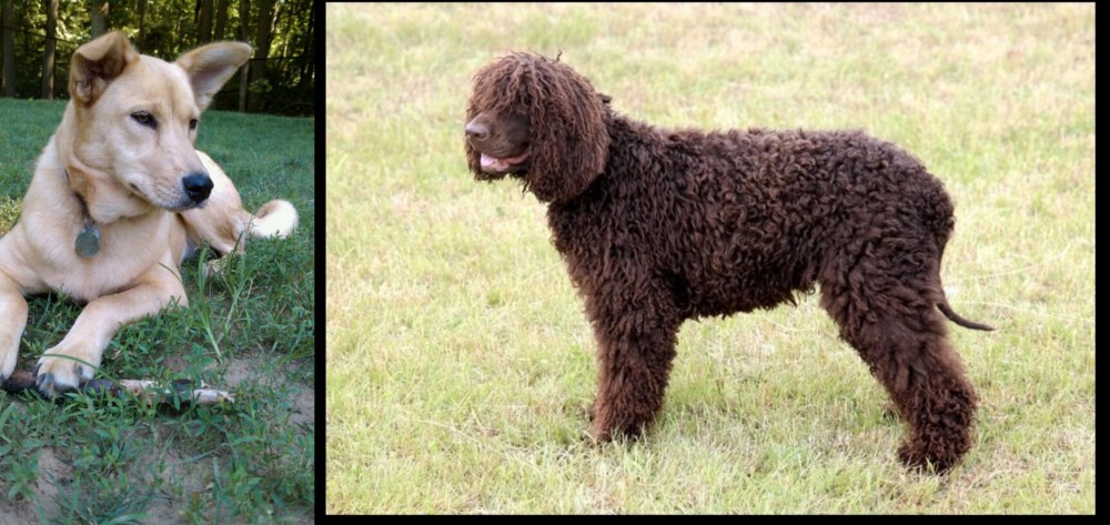 Irish Water Spaniel vs Carolina Dog - Breed Comparison