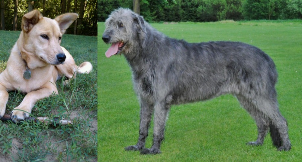 Irish Wolfhound vs Carolina Dog - Breed Comparison