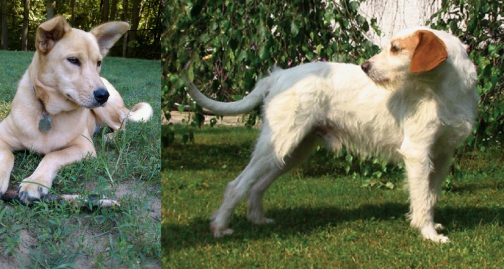 Istarski Ostrodlaki Gonic vs Carolina Dog - Breed Comparison
