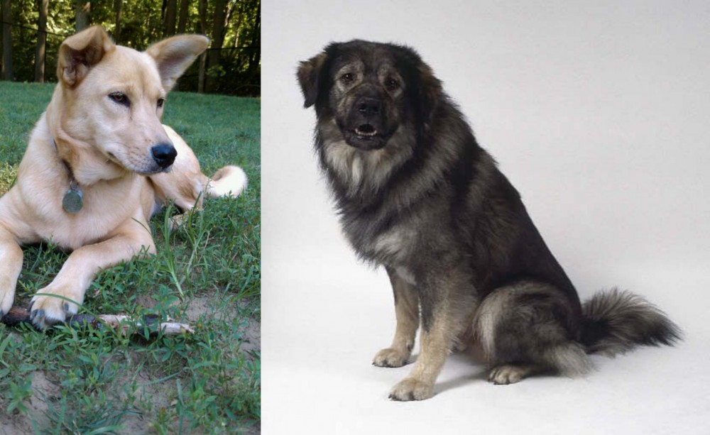 Istrian Sheepdog vs Carolina Dog - Breed Comparison