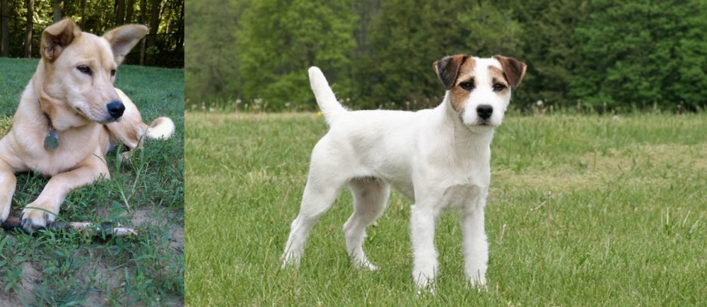Jack Russell Terrier vs Carolina Dog - Breed Comparison