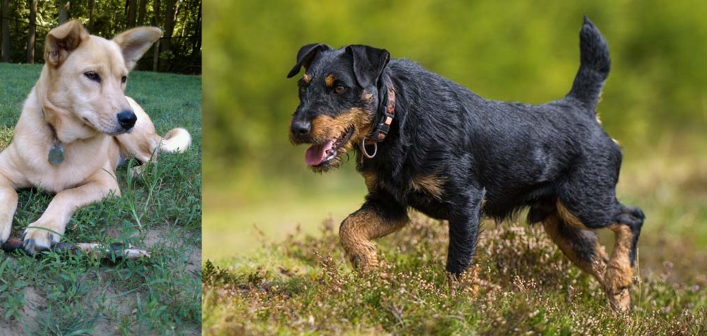 Jagdterrier vs Carolina Dog - Breed Comparison