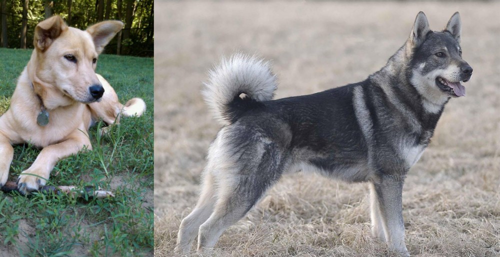 Jamthund vs Carolina Dog - Breed Comparison