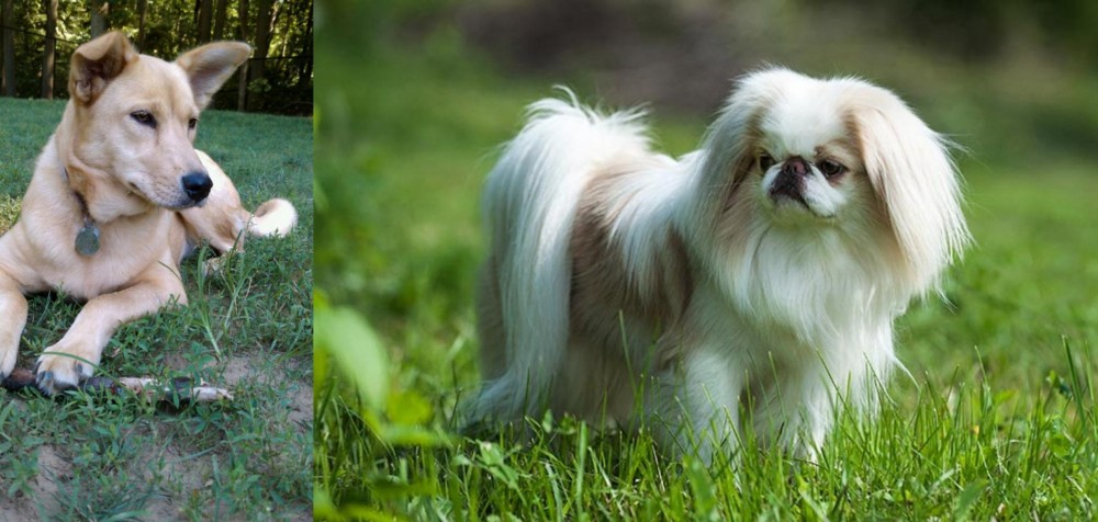 Japanese Chin vs Carolina Dog - Breed Comparison