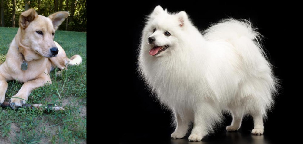 Japanese Spitz vs Carolina Dog - Breed Comparison