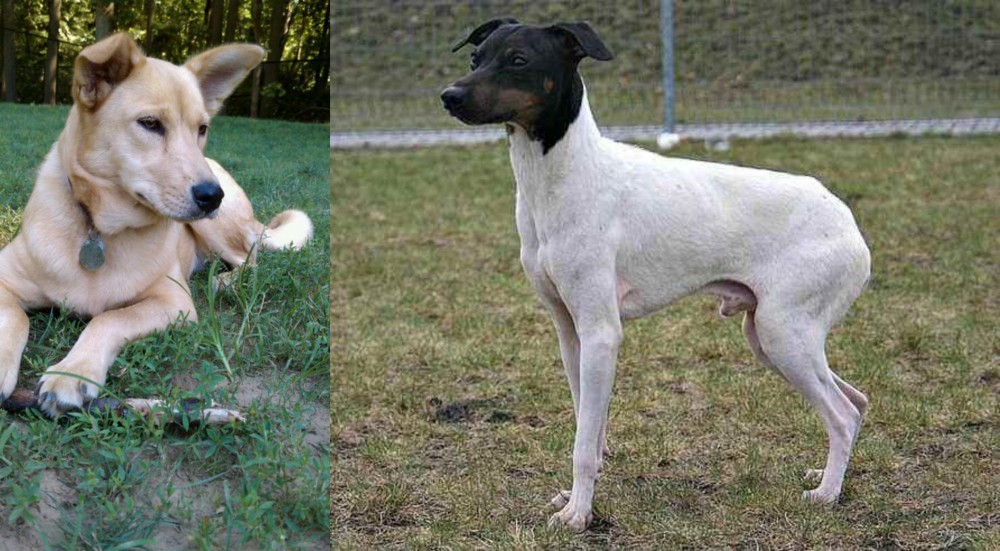 Japanese Terrier vs Carolina Dog - Breed Comparison