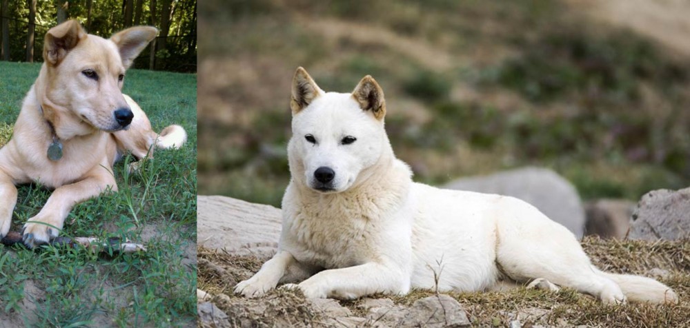 Jindo vs Carolina Dog - Breed Comparison