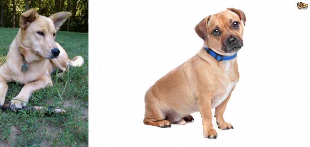 Jug vs Carolina Dog - Breed Comparison