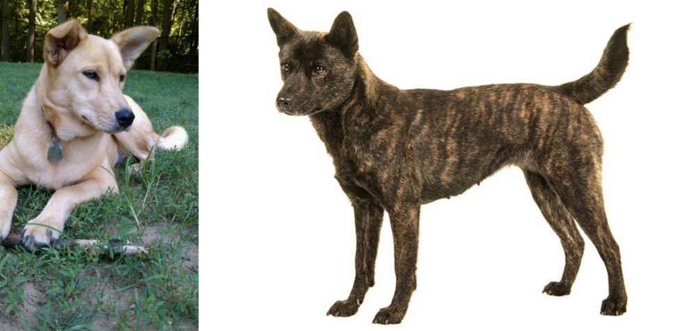 Kai Ken vs Carolina Dog - Breed Comparison