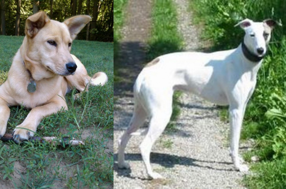Kaikadi vs Carolina Dog - Breed Comparison