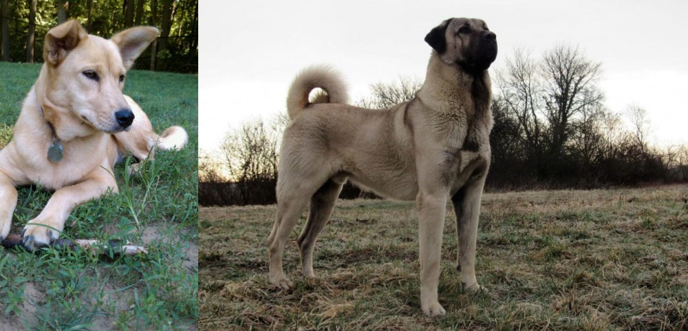 Kangal Dog vs Carolina Dog - Breed Comparison