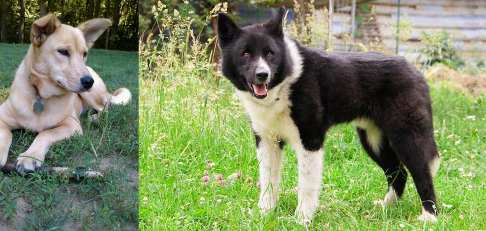 Karelian Bear Dog vs Carolina Dog - Breed Comparison