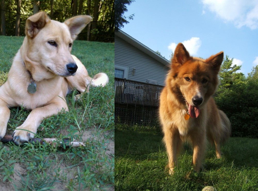 Karelo-Finnish Laika vs Carolina Dog - Breed Comparison