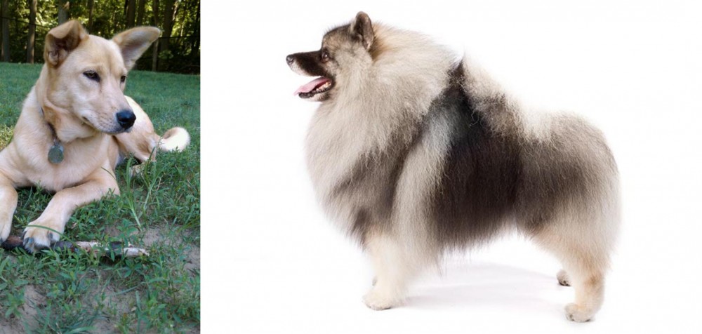 Keeshond vs Carolina Dog - Breed Comparison