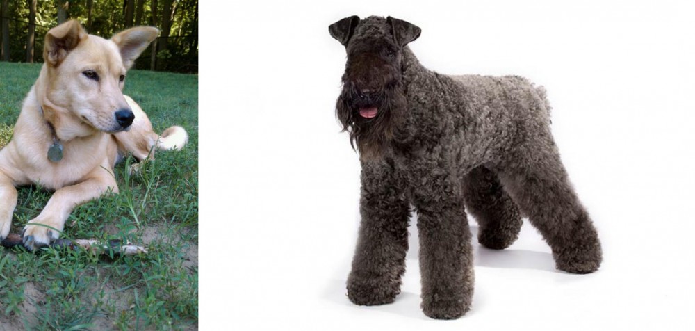 Kerry Blue Terrier vs Carolina Dog - Breed Comparison