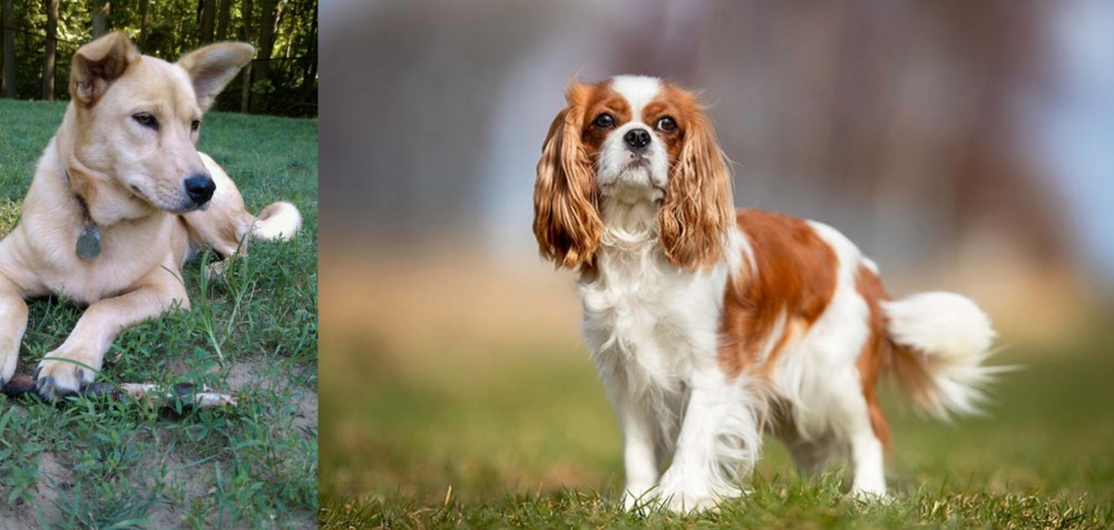 King Charles Spaniel vs Carolina Dog - Breed Comparison