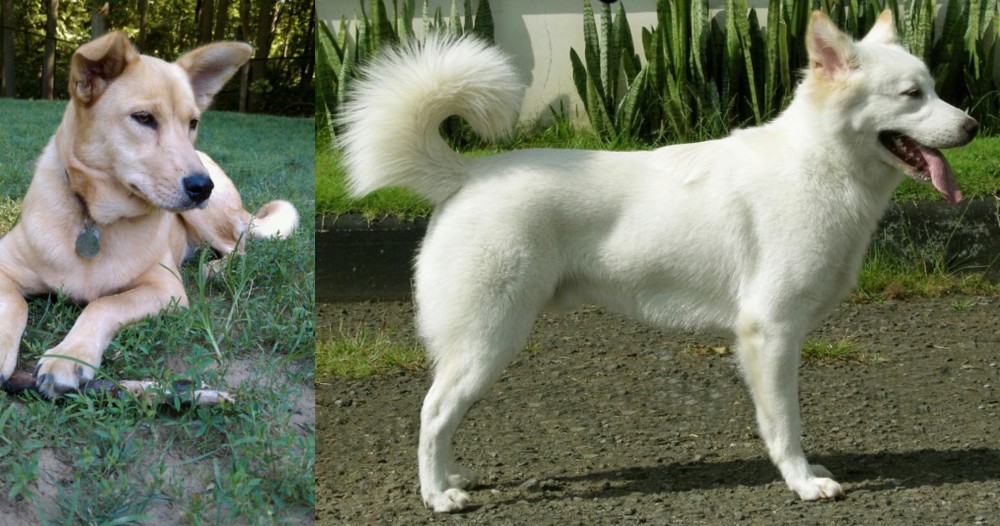 Kintamani vs Carolina Dog - Breed Comparison