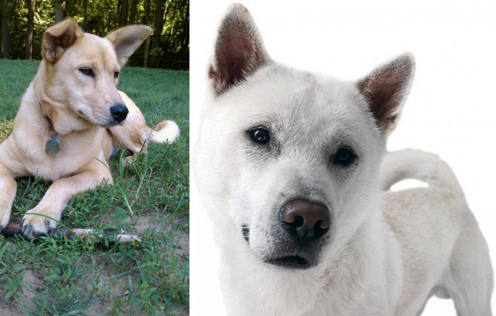 Kishu vs Carolina Dog - Breed Comparison