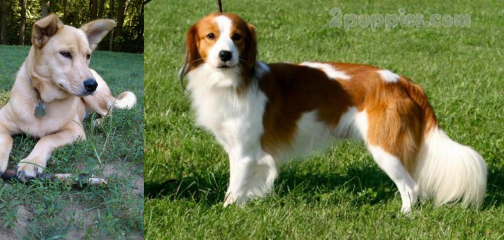 Kooikerhondje vs Carolina Dog - Breed Comparison