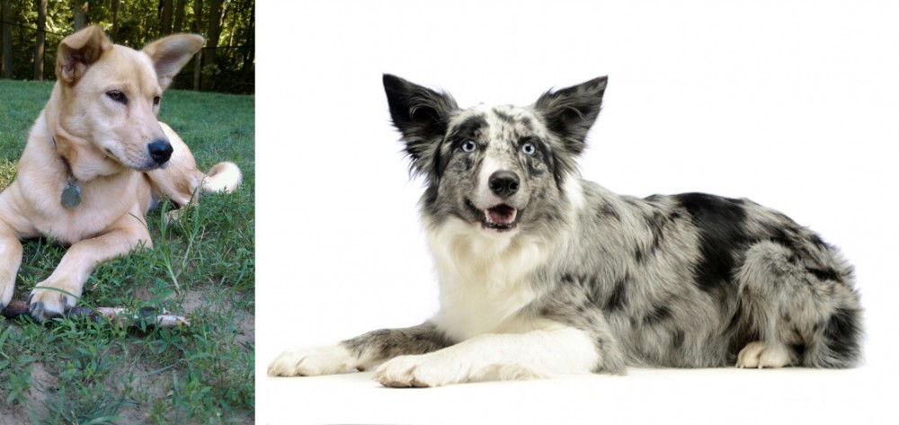 Koolie vs Carolina Dog - Breed Comparison