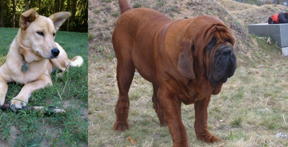 Korean Mastiff vs Carolina Dog - Breed Comparison