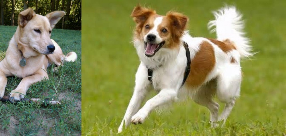 Kromfohrlander vs Carolina Dog - Breed Comparison