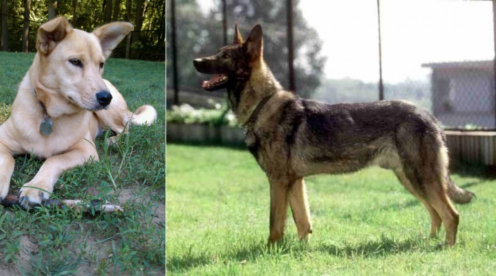 Kunming Dog vs Carolina Dog - Breed Comparison