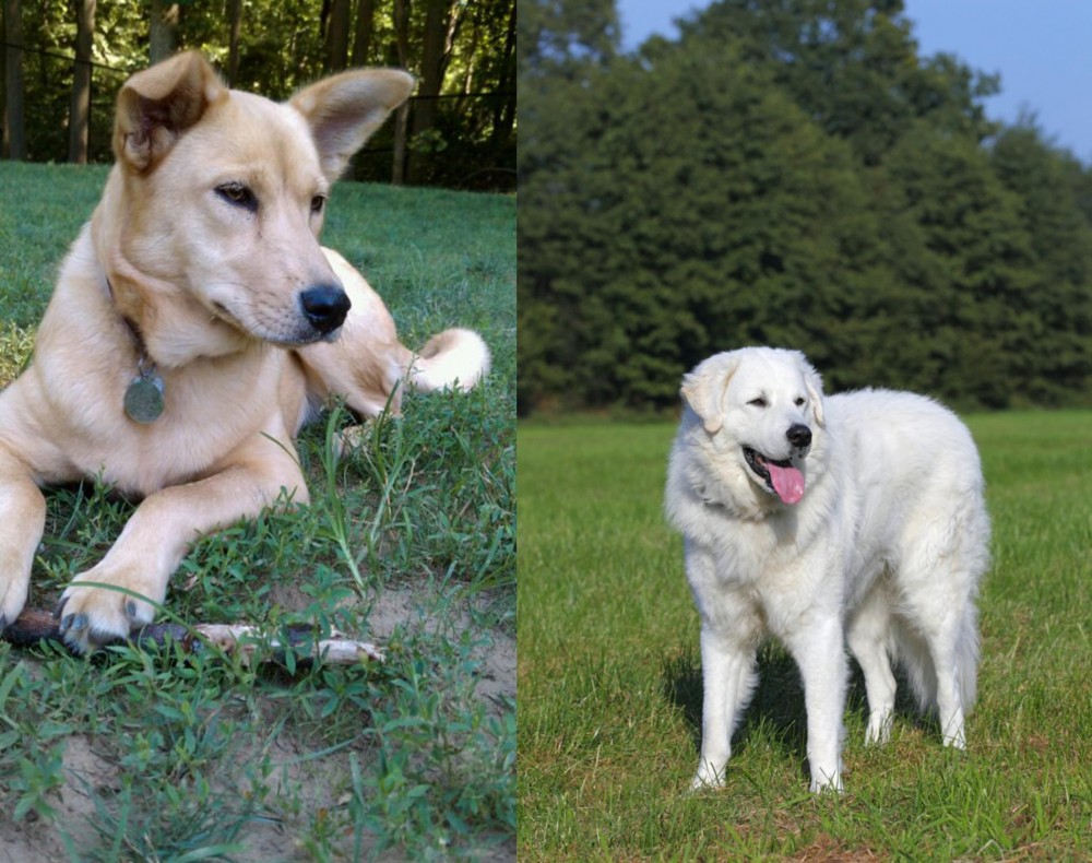 Kuvasz vs Carolina Dog - Breed Comparison