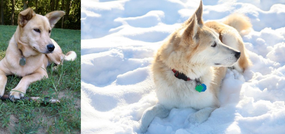 Labrador Husky vs Carolina Dog - Breed Comparison