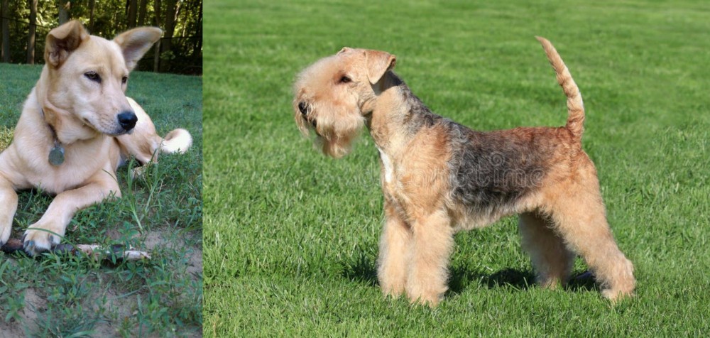 Lakeland Terrier vs Carolina Dog - Breed Comparison