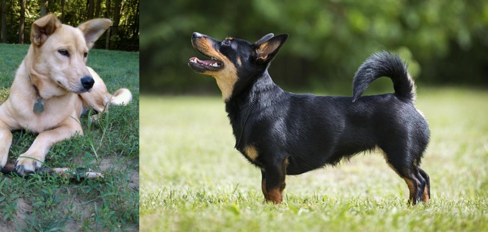 Lancashire Heeler vs Carolina Dog - Breed Comparison