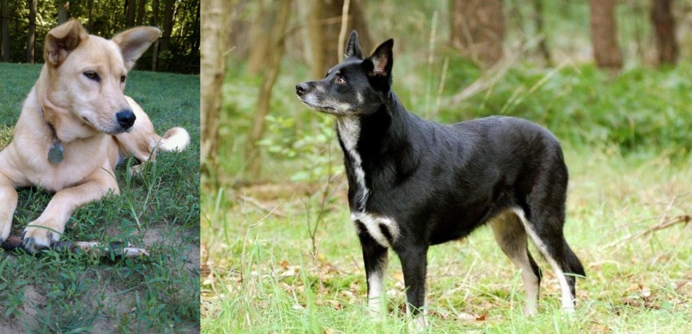 Lapponian Herder vs Carolina Dog - Breed Comparison