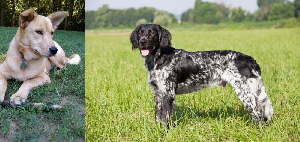 Large Munsterlander vs Carolina Dog - Breed Comparison