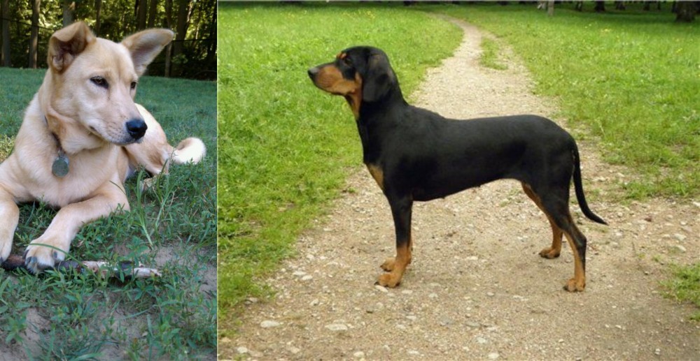Latvian Hound vs Carolina Dog - Breed Comparison